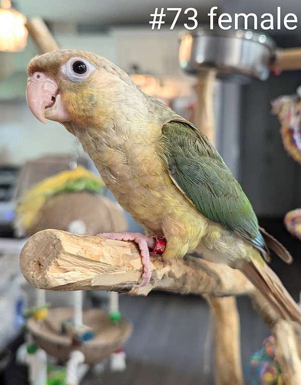 green-cheek-conure-for-sale