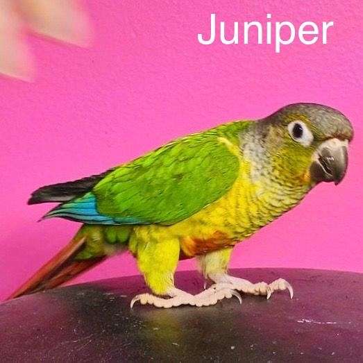 conure-for-sale