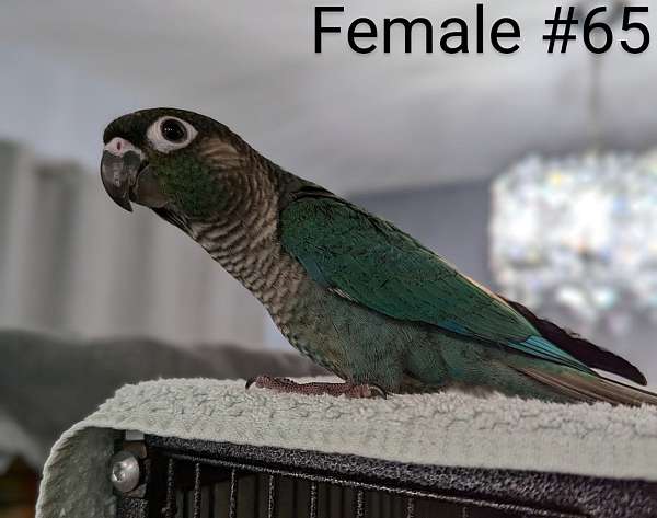 green-cheek-conure-for-sale