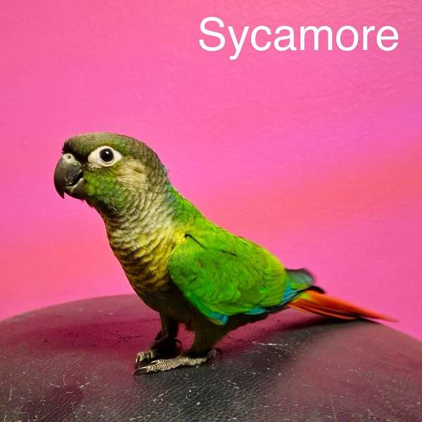 conure-for-sale