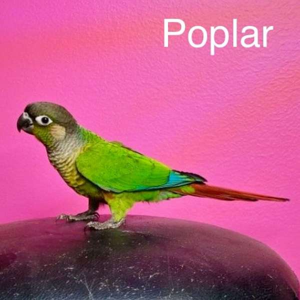 conure-for-sale