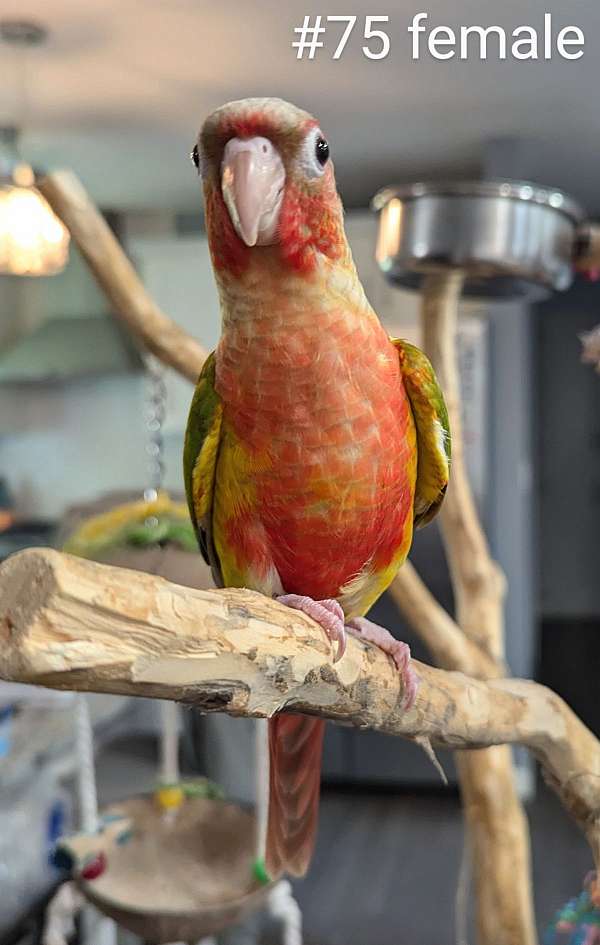 green-cheek-conure-for-sale