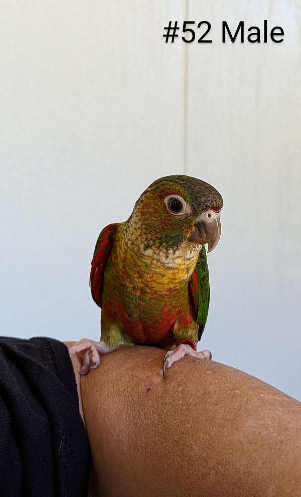 black-capped-conure-for-sale-in-hutchinson-mn