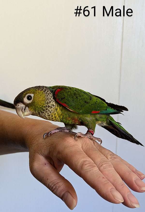 bird-parrot-adoption-in-hutchinson-mn