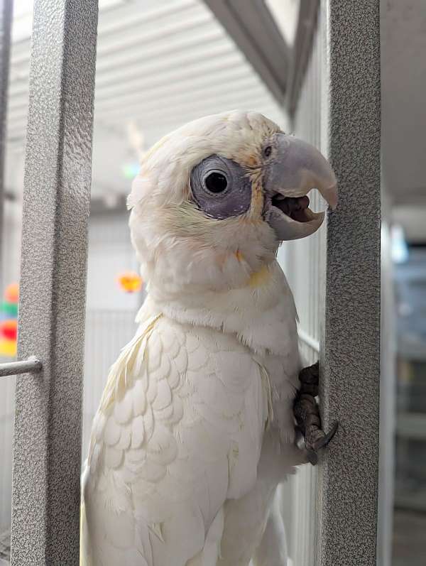 goffin-cockatoo-for-sale