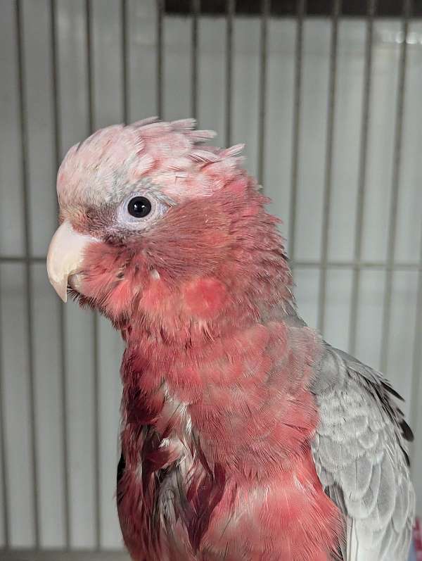 rose-breasted-cockatoo-for-sale