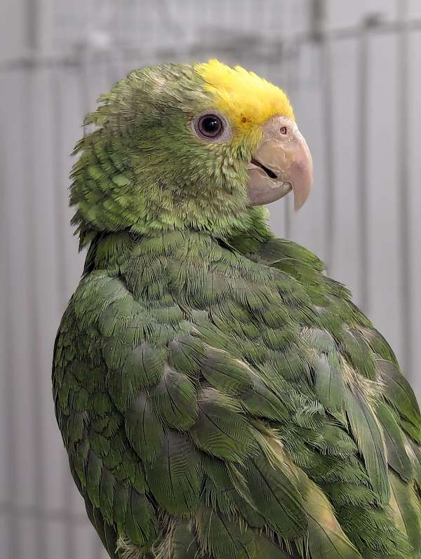 double-yellow-head-amazon-parrot-for-sale