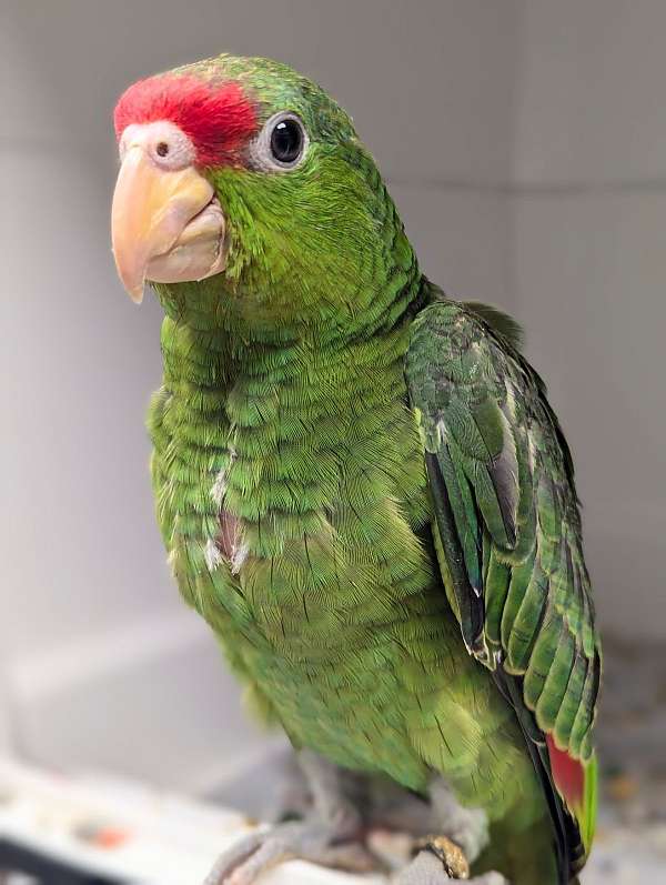 red-head-amazon-parrot-for-sale