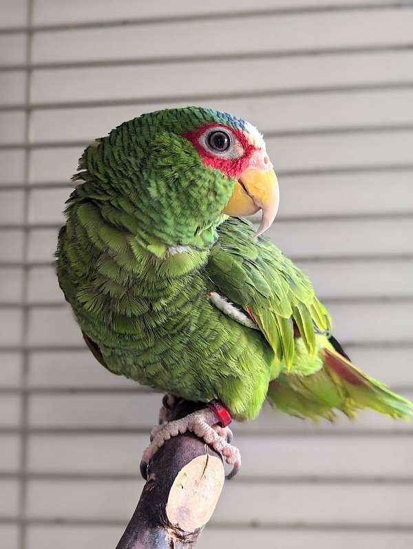 white-front-amazon-parrot-for-sale