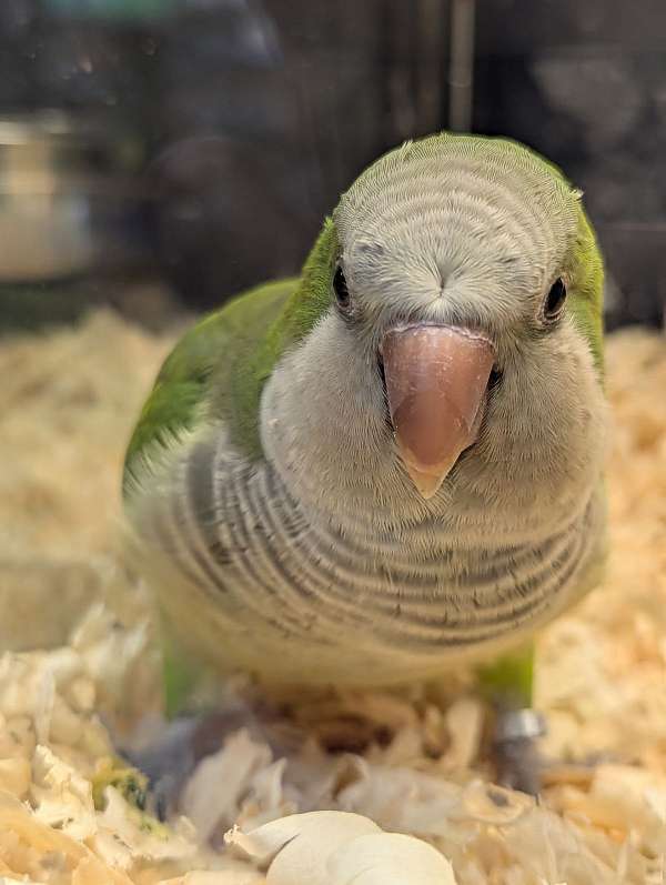 quaker-parrots-for-sale