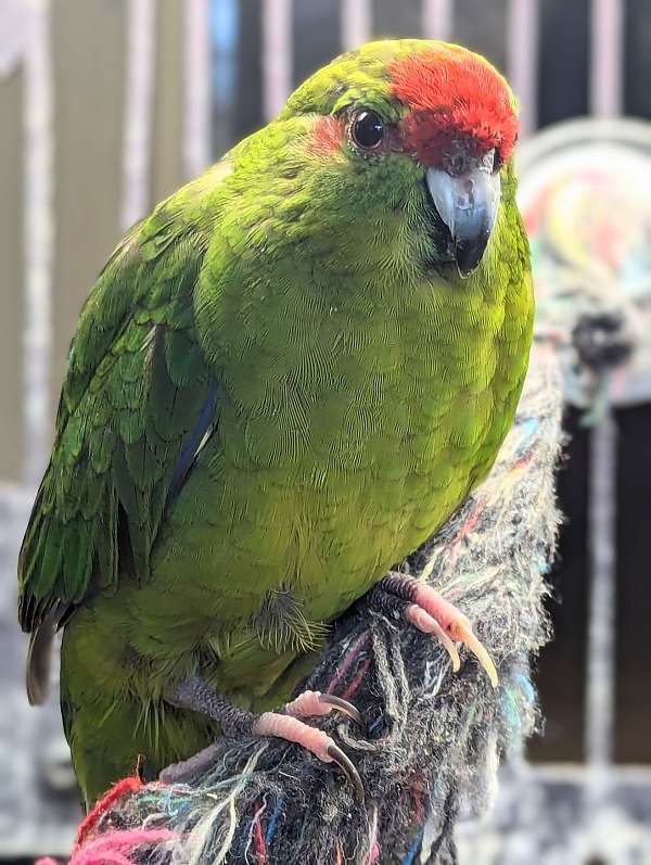 grass-parakeet-for-sale