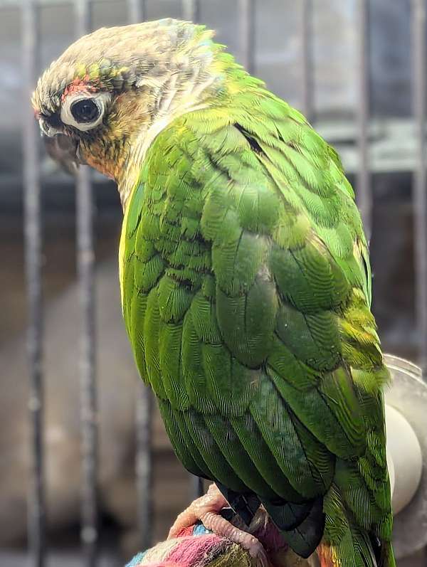 green-cheek-conure-for-sale