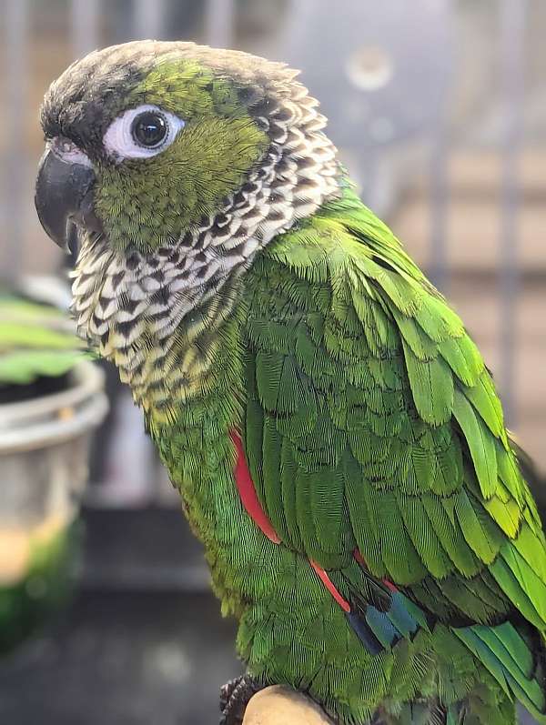 black-capped-conure-for-sale