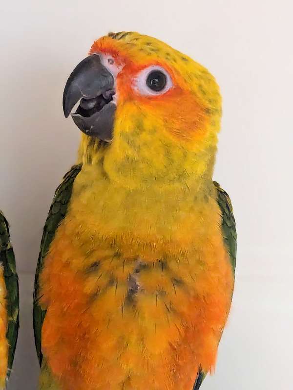 conure-for-sale