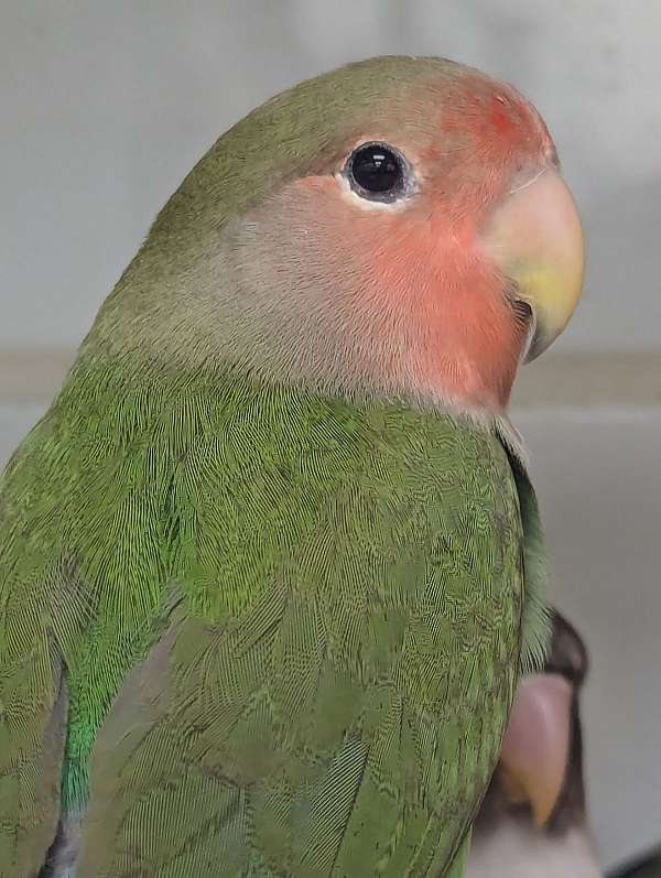 peach-faced-lovebird-for-sale