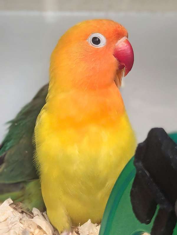 fischers-lovebird-for-sale