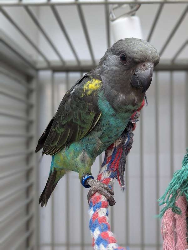 meyers-poicephalus-parrots-for-sale