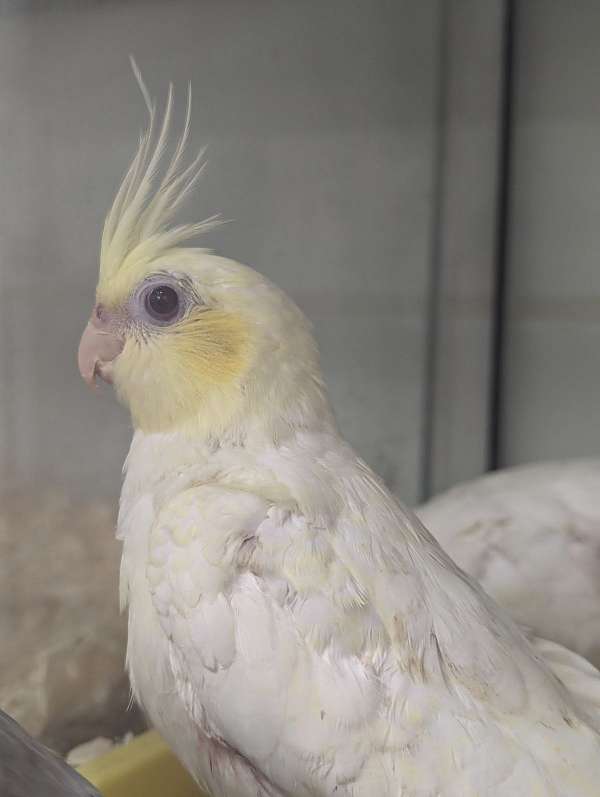 cockatiel-for-sale