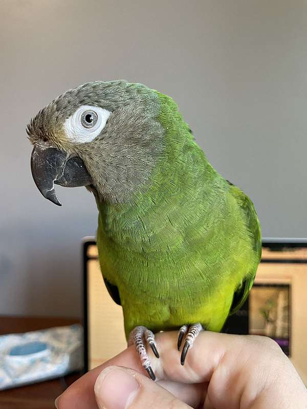 male-dusky-conure-for-sale