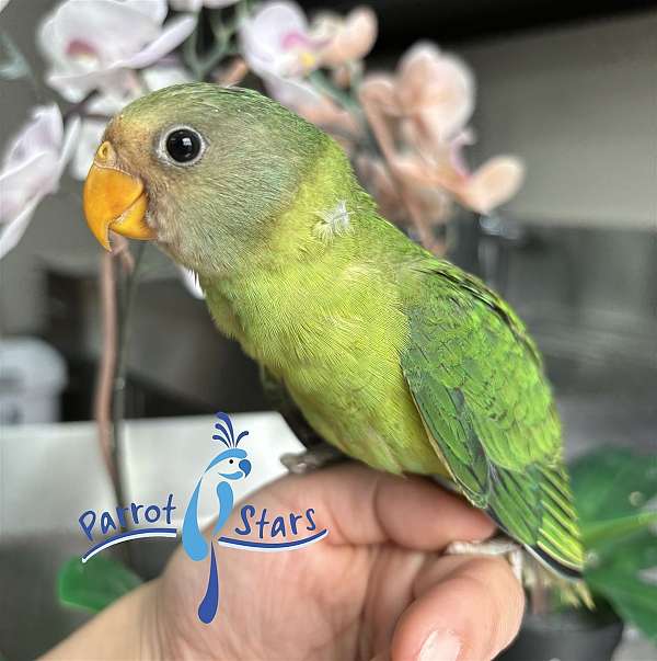 plum-head-parakeet-for-sale