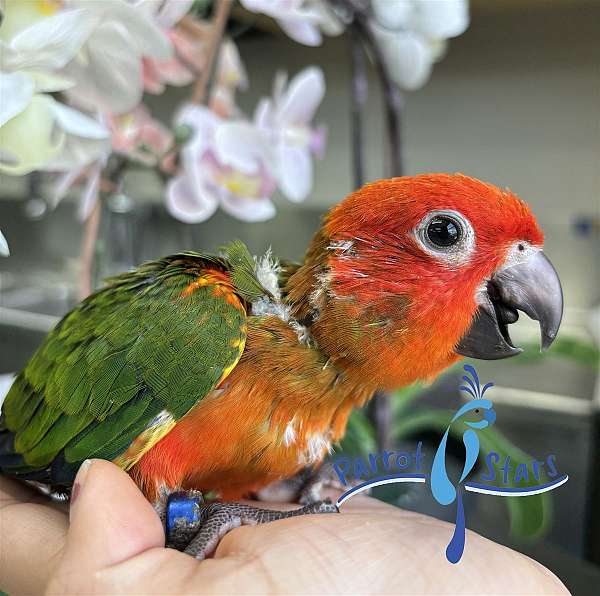 sun-conure-for-sale