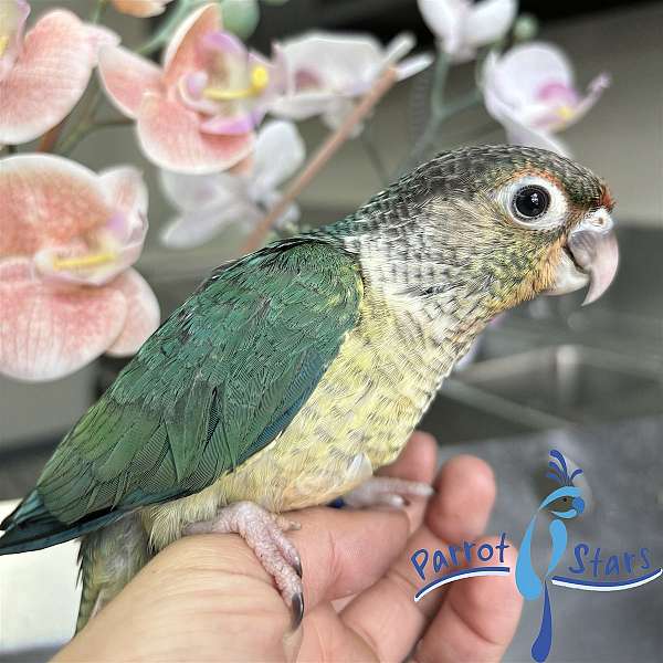 green-cheek-conure-for-sale