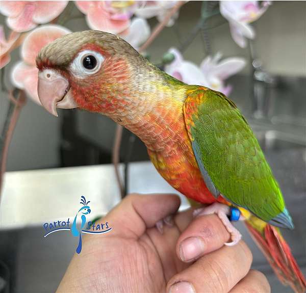 green-cheek-conure-for-sale