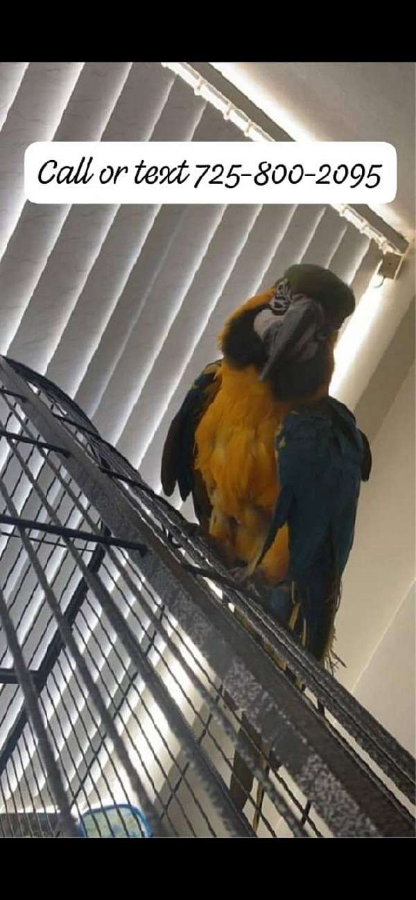 baby-bird-for-sale-in-boise-id