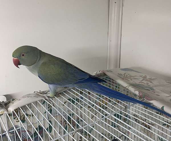 ringneck-parakeet-for-sale