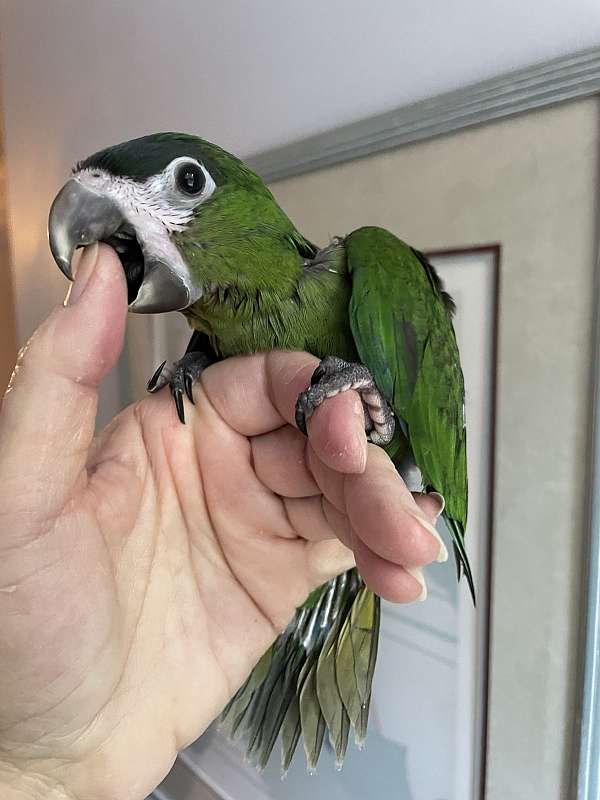 green-macaw-hahns-macaw-for-sale