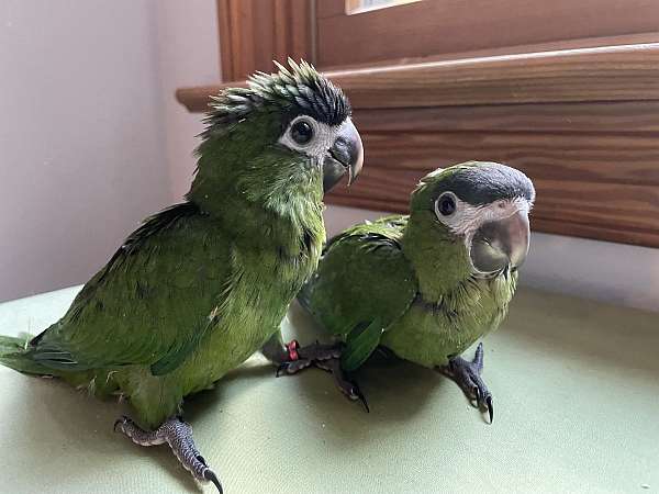 red-macaw-hahns-macaw-for-sale