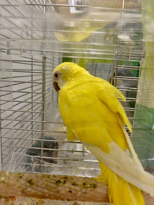 quaker-parrots-for-sale