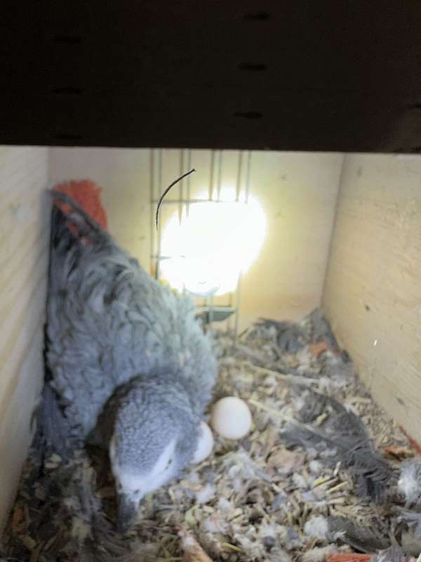 african-grey-parrot-for-sale-in-boulder-city-nv