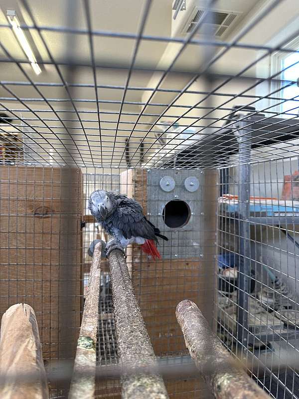 african-grey-parrot-for-sale