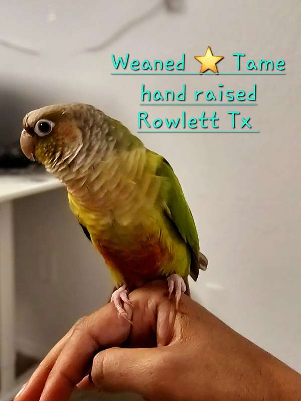 green-cheek-conure-for-sale-in-rowlett-tx