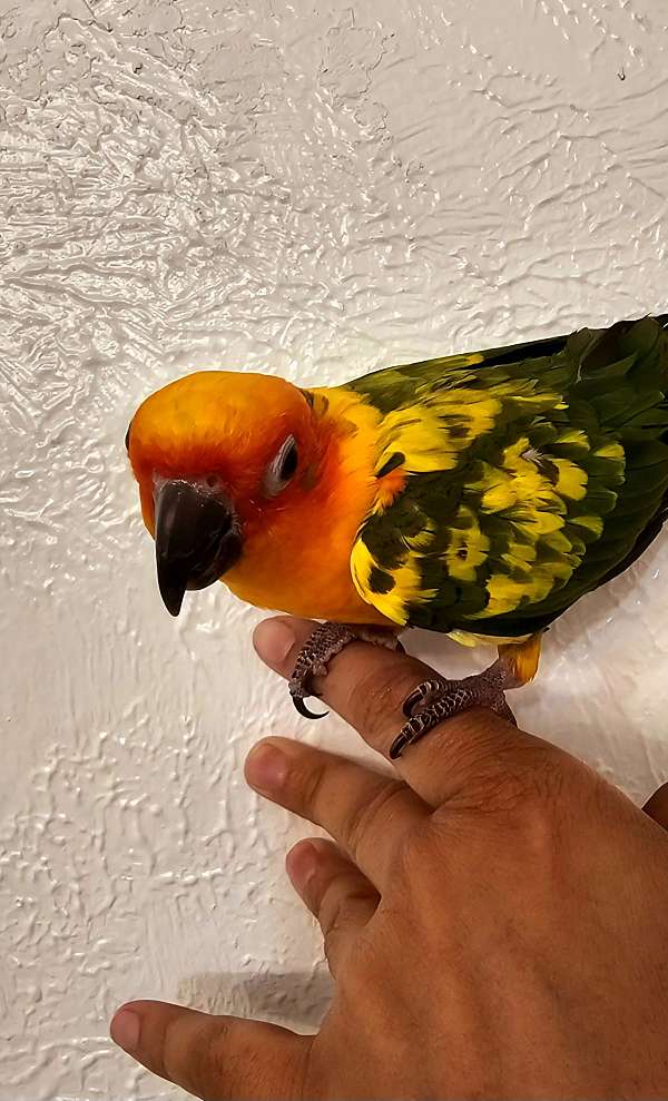 sun-conure-for-sale-in-rowlett-tx