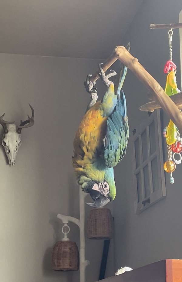 macaw-for-sale-in-bellbrook-oh