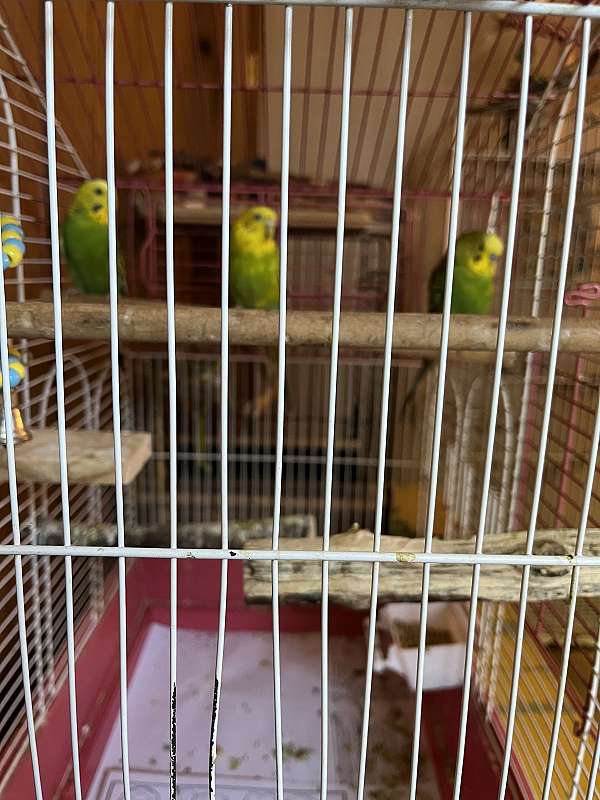 parakeet-for-sale-in-new-cumberland-wv