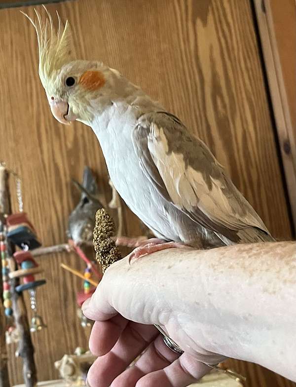 cockatiel-for-sale