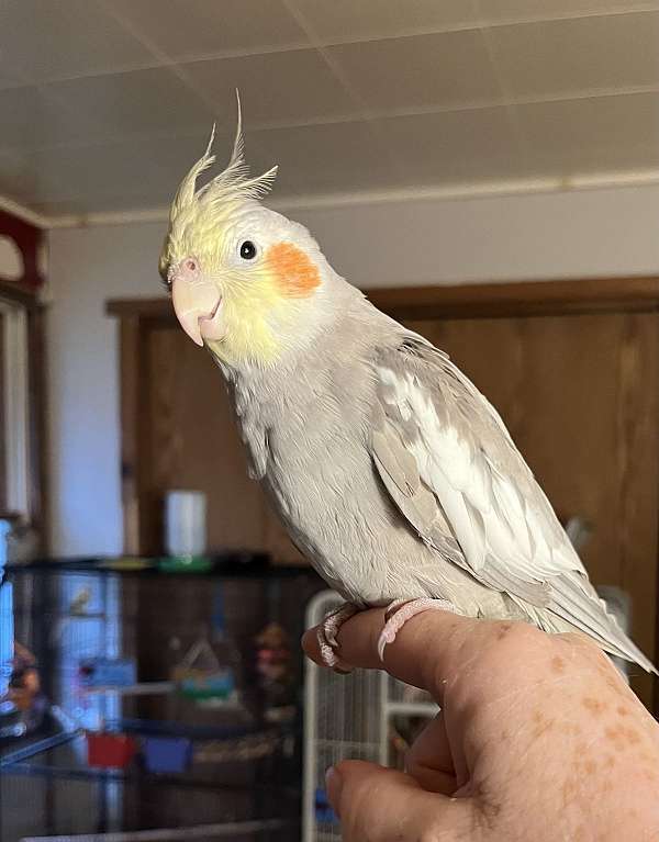 cockatiel-for-sale