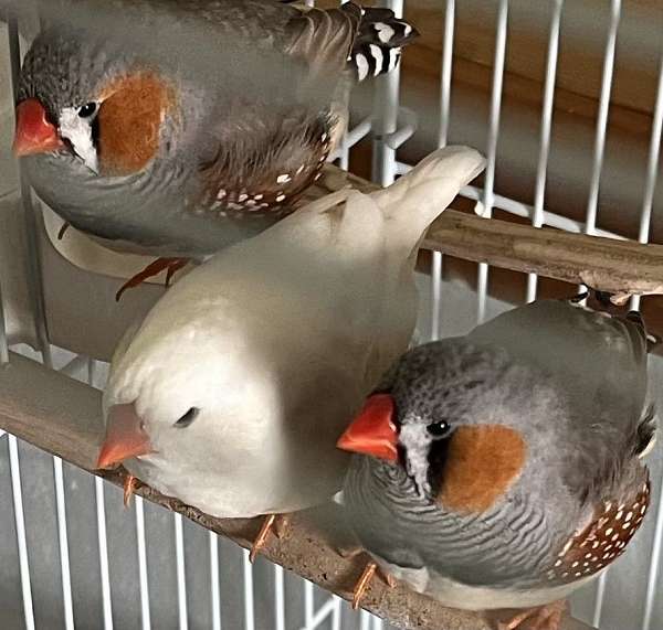 zebra-finch-for-sale-in-wisconsin