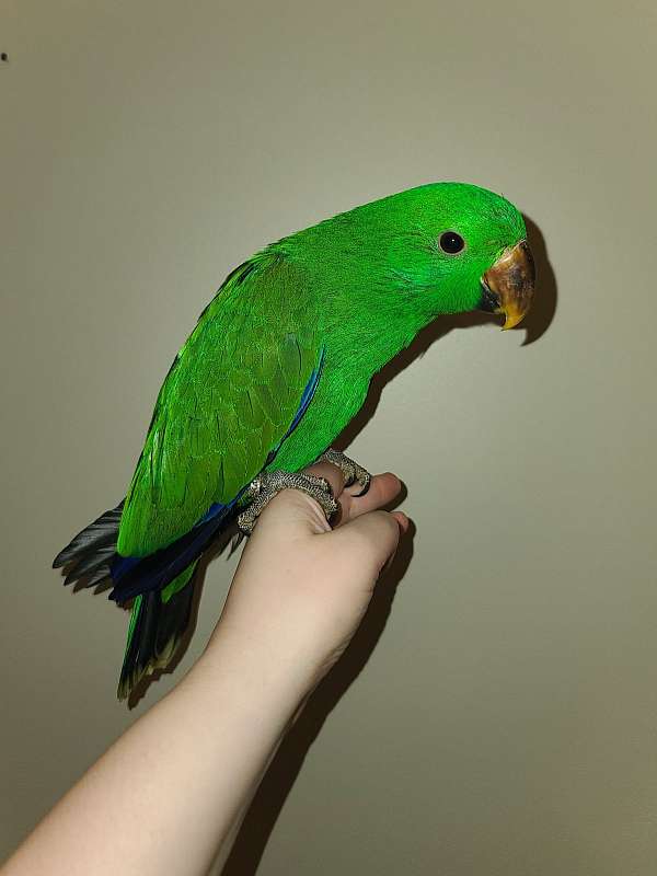 solomon-island-eclectus-parrots-for-sale-in-plymouth-mn