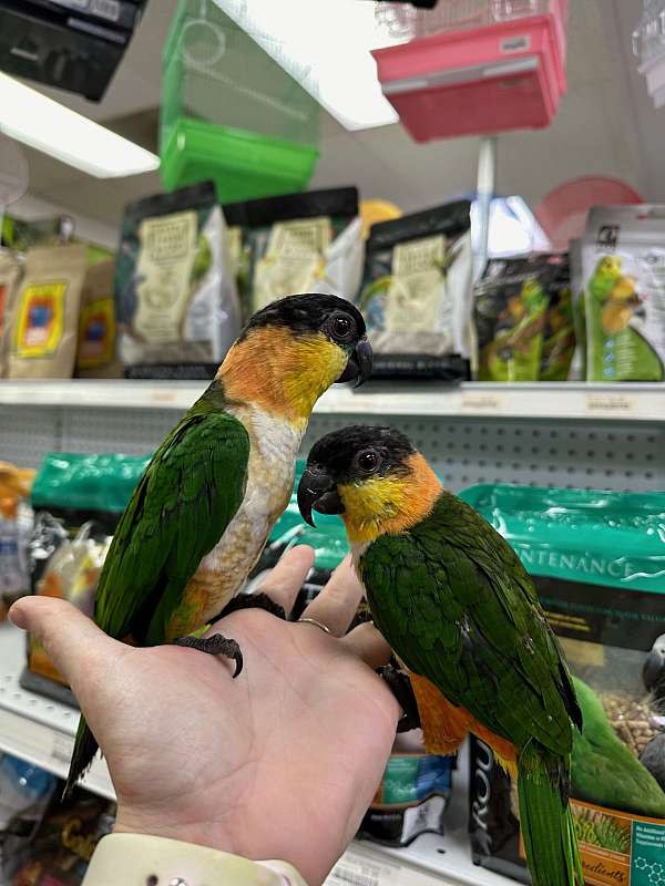 black-headed-caique-for-sale