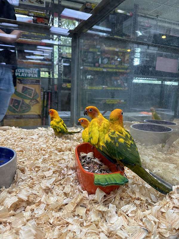 sun-conure-for-sale