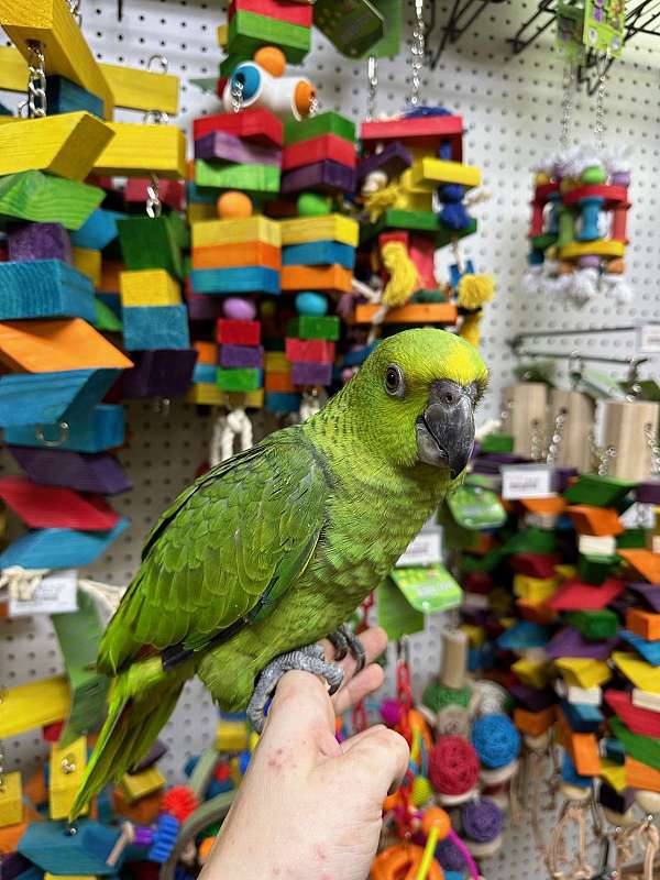 yellow-naped-amazon-parrot-for-sale-in-st-petersburg-fl