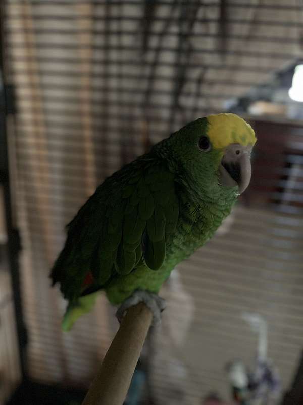 amazon-parrot-for-sale