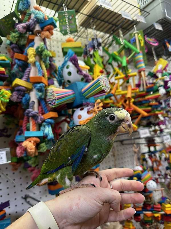 white-capped-pionus-parrots-for-sale-in-st-petersburg-fl