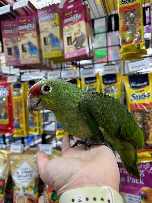 red-lored-amazon-parrot-for-sale-in-st-petersburg-fl