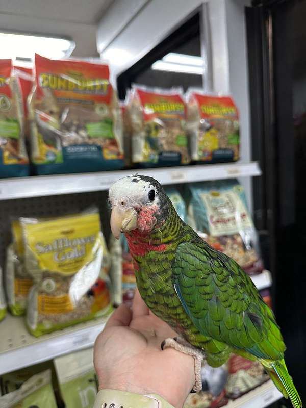 baby-cuban-amazon-parrot-for-sale