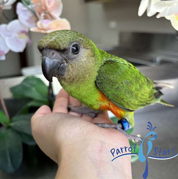 senegal-poicephalus-parrots-for-sale